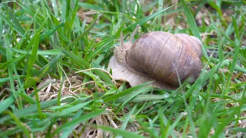 Grape snail in green grass close up. 4k Stock Footage 89810793