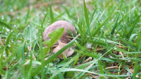 Grape snail in green grass close up. 4k Stock Footage 89810848