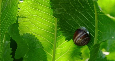 Grape snail on green leaves Stock Footage 132365980