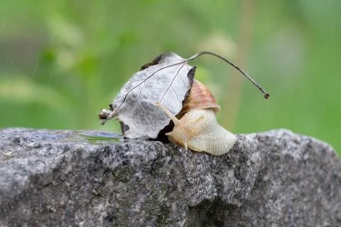Grape snail hides under a dry leaf from the rain.Funny postcard with a snail. Stock Photos