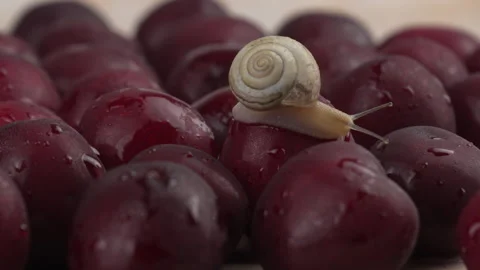 A grape snail with long antennae crawls along ripe juicy cherry berries Stock Footage 278727588