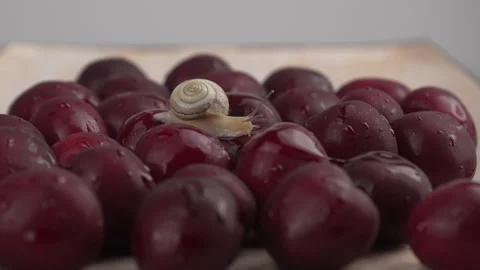 A grape snail with long antennae crawls along ripe juicy cherry berries Stock Footage 279153501