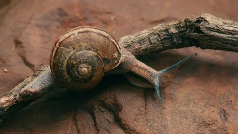 A grape snail moves slowly over the tree Stock Footage 121086575
