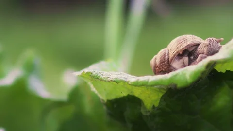 Grape snail in nature. close-up Stock Footage 90602422