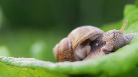 Grape snail in nature. close-up Stock Footage 90602722