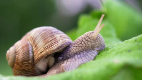 Grape snail in nature. close-up Stock Footage 90603009