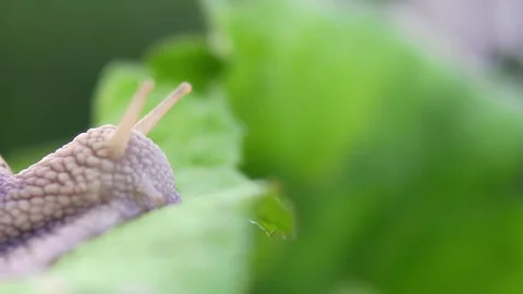 Grape snail in nature. close-up Stock Footage 90603454