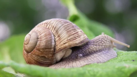 Grape snail in nature. close-up Stock Footage 90603818