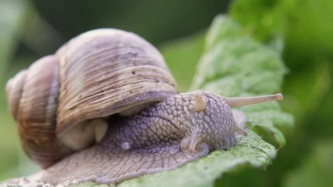 Grape snail in nature. close-up Stock Footage 90604146