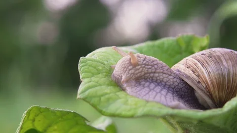 Grape snail in nature. close-up Stock Footage 90604814