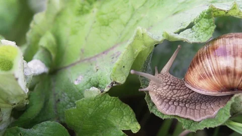 Grape snail in nature. close-up Stock Footage 90606035
