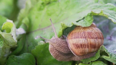 Grape snail in nature. close-up Stock Footage 90606918