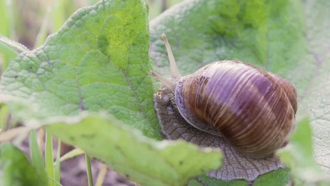Grape snail in nature. close-up Stock Footage 90607243