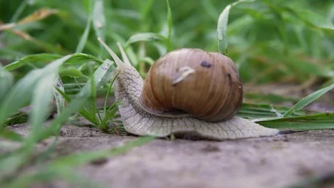 Grape snail in nature. close-up Stock Footage 90608020
