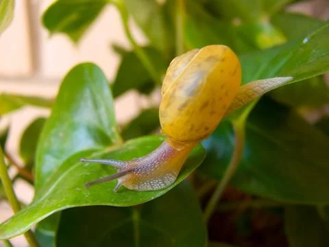 Grape snail. Stock Photos