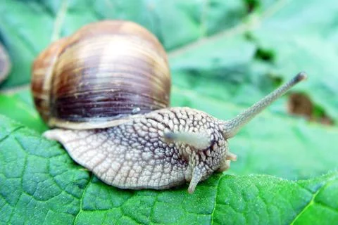 Grape snail Stock Photos