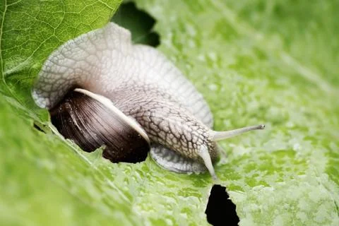 Grape snail Stock Photos
