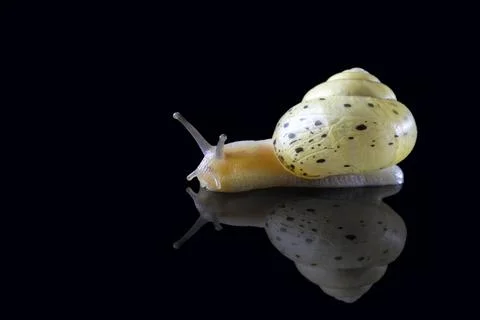 Grape snail with reflection isolated on a black background. Macro photograp.. Stock Photos
