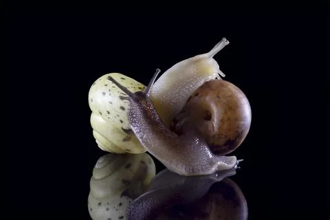 Grape snail with reflection isolated on black background. Macro photography.. Stock Photos