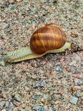 Grape snail on the road, which is a large gastropod mollusk Stock Photos