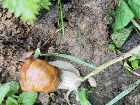 Grape snail with a shell among the earth and leaves. Foto stock
