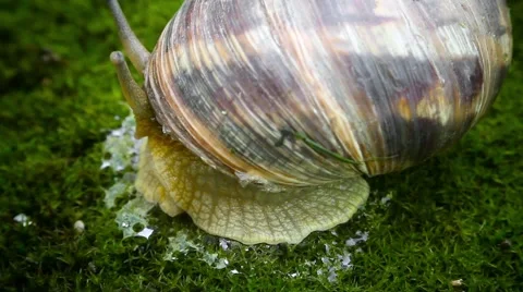 The grape snail on the side Stock Footage 64016627