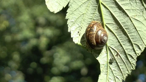 Grape snail sits on a leaf and eats it Video stock 101489349