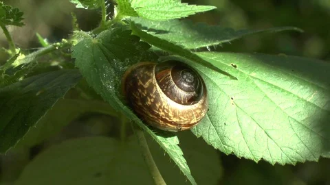 Grape snail sits on a leaf and eats it. Video Full HD Video stock 101553530
