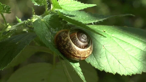Grape snail sits on a leaf and eats it. Video Full HD Video stock 102189311