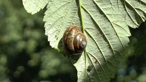 Grape snail sits on a leaf and eats it. Video Full HD Video stock 102238026