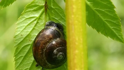 Grape Snail sitting on a leaf macro. Stock Footage