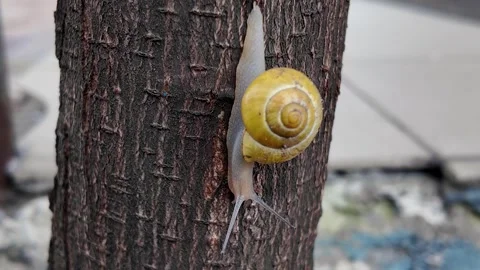 Grape snail sitting on a trunk tree in a garden Stock Footage 333569911