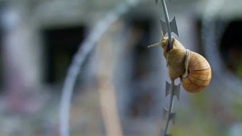 A grape snail slides along the edge of a razor. Concept of survival . Stock Footage 205465874