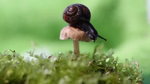 Grape snail slides off the mushroom. Stock Footage 127526150
