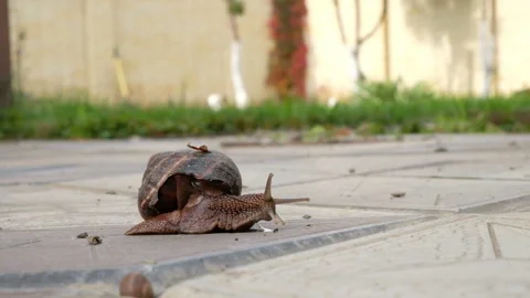 Grape snail slowly creeps in the backyard Video stock 119037273