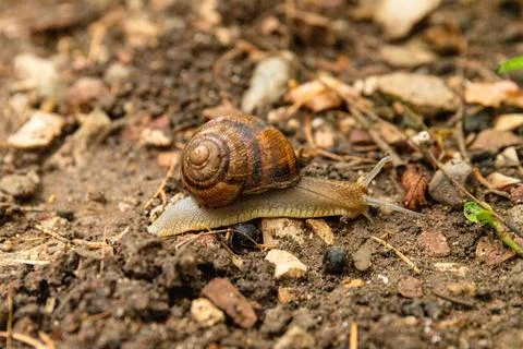 Grape snail on a stone, on a blurred background. Foto stock