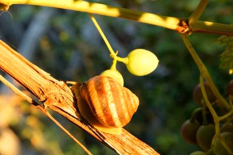 Grape snail sunshine. Stock Photos