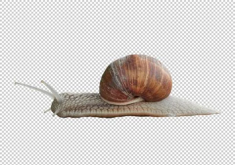 Grape snail on a transparent background. Foto stock