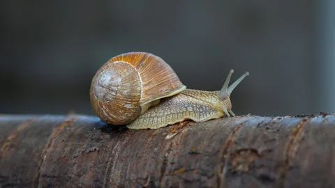 Grape snail on a tree. Stock Photos