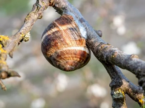 Grape snail on twig of old cherry tree close-up Stock Photos