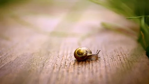 Grape snail on wooden board. Stock Footage 257892177