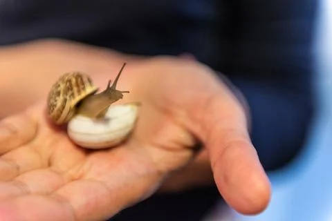 Grape snail in your hands Stock Photos