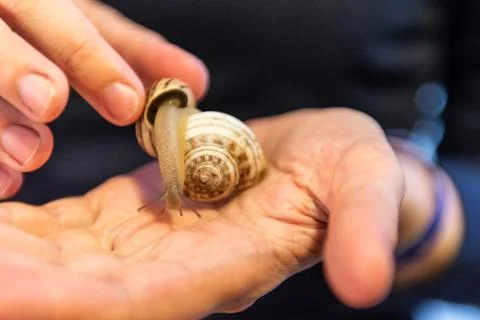 Grape snail in your hands Stock Photos