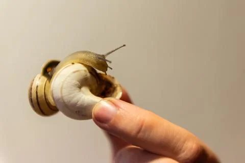 Grape snail in your hands Stock Photos