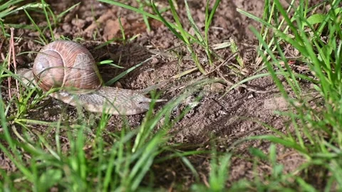 Grape snails and slugs along with various insects crawl on the ground. Stock Footage 132084540