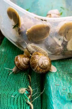 Grape snails are picked from a plastic box. Stock Photos