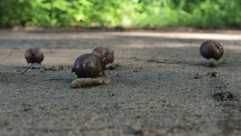 Grape snails crawl through a wooded area in search of food Stock Footage 159287214