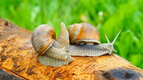 Grape snails on the log Foto stock