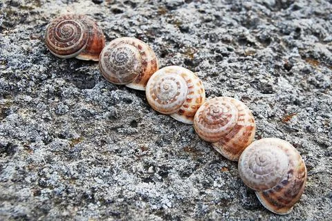 Grape snails shells on gray stone Stock Photos