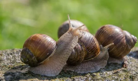 Grape snails sits on the gray stone in summer. Stock Photos